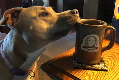 Bare Bones Brewery Dog with Sunset Hill Stoneware