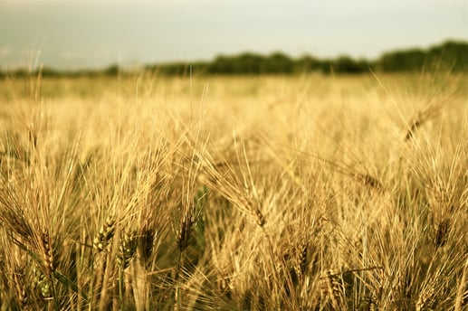Barley field stock image
